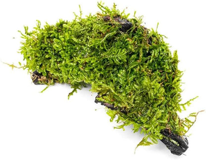 SubstrateSource Live Planted Decor - Christmas Moss (Vesicularia montagnei) on Driftwood - Low Light, Green Accent Freshwater Aquatic Plant, Foreground Aquarium Placement for Aquascaping - 1 Pack