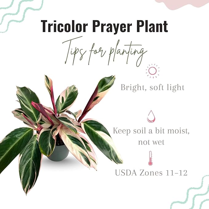 Tricolor Prayer Live Plant, Perennial Plant 4-8 Inches, Indoor Tricolor Prayer Plant Live for Garden, Foliage Starter Houseplant