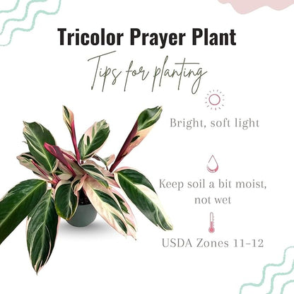 Tricolor Prayer Live Plant, Perennial Plant 4-8 Inches, Indoor Tricolor Prayer Plant Live for Garden, Foliage Starter Houseplant