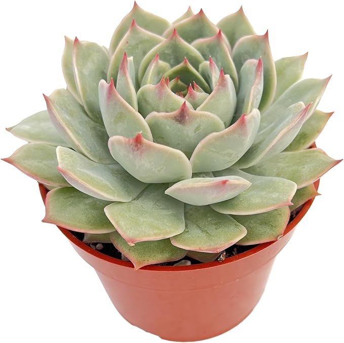 Live Succulent Plants Echeveria 'Pink Tips', Easy Care Potted Succulents in 4" Pots, Indoor Houseplant, Unique Gifts, Home Office Décor