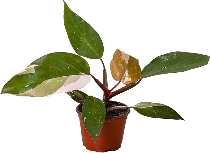 Philodendron Pink Princess Live Plant for Indoor | Different Houseplants in 4'' & 6'' Pot | Real House Plant for Living Room, Office, Desk & Bathroom | Erubescens