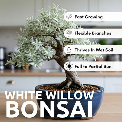 Live Dwarf White Willow Bonsai Tree - Stunning Silvery-Green Leaves - Fast Growing, Indoor/Outdoor Bonsai Material - Easy-to-Root & Bloom - Unique Zero Waste Living Gift for Plant Lovers