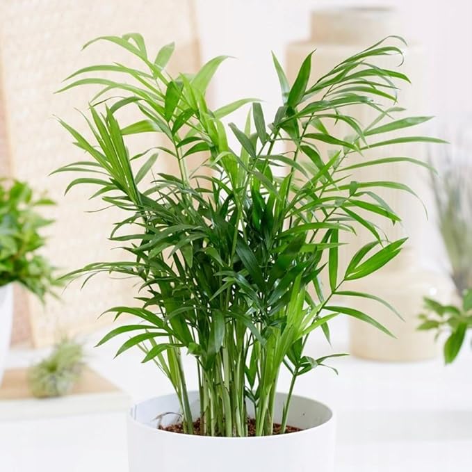 Seeds Parlor Palm Neanthe Bella Palm Chamaedorea Rare Perennial Tree