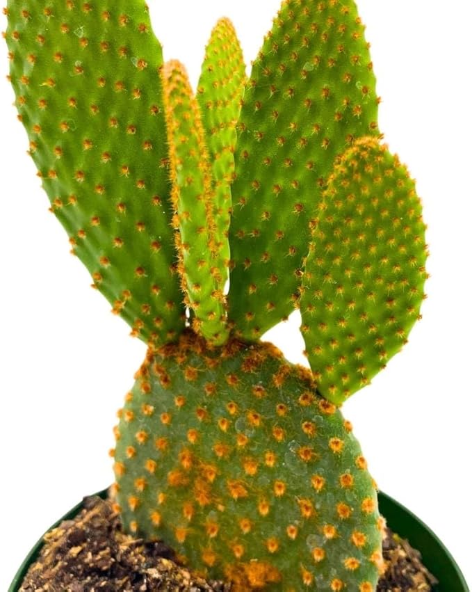 BubbleBlooms Bunny-Ears Prickly-pear Copper Red, 3 inch Pot Opuntia microdasys
