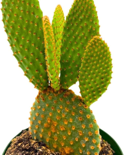 BubbleBlooms Bunny-Ears Prickly-pear Copper Red, 3 inch Pot Opuntia microdasys