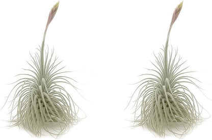 ragnaroc Live air Plant - Tillandsia Tectorum Air Plant 4-6" – 2ct – Unique Shape with Silvery Fuzz – Low Maintenance Houseplant – Perfect for Decor, Terrariums, Gifts - Live Arrival Guaranteed