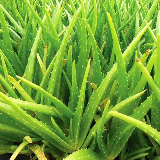 Live Aloe Vera Plant, Aloe Vera Plant Live, 4 Inc Potted, Live Aloe Vera Plant Indoor, Succullent Plant Live for Garden