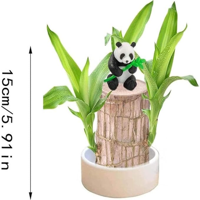 Brazilian Wood,Brazilian Lucky Wood Plant,Mini Sculpture Art,Suitable for Home, Outdoor, Office, Kitchen, Bedroom, Garden Decoration (red)