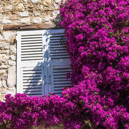 Set 2 Purple Bougainvillea Plants Live, 5-8" Perennial Colorful Bougainvillea Plant for Outdoor Garden, Patio, Well Rooted