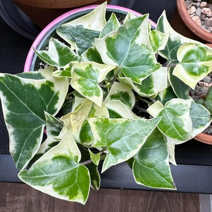 Live English Ivy Plant, Live Indoor Houseplant 4 Inch Pot, Hardy Groundcover, Trailing, Climbing Plants - Variegated Cream Ivy