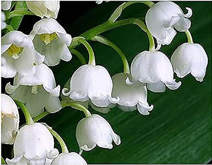 10 Very Large, Plump Lily of The Valley Plant Pips with Roots - Blooms in May