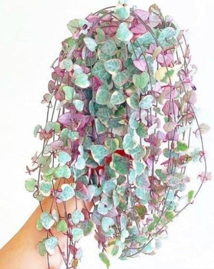 Variegated String of Hearts Live Plants, Easy Indoor Trailing Succulent in 4" Pot, Hanging Succulent Houseplant Indoor Outdoor Planting