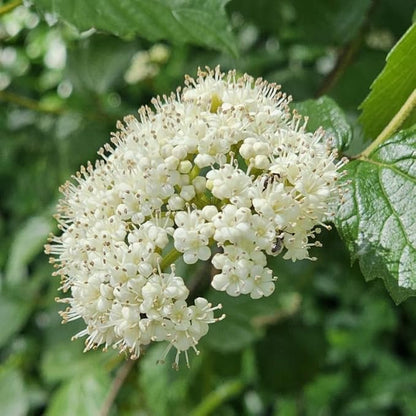 Rare Viburnum Tree Live Plant Shrub in Pot, Fragrant Flower, Dormant in Winter, 6-12" in Tall, Bare Root to CA, Bush Shrub Spring Blooms