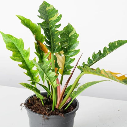 Variegated Philodendron Live Plant 4-8 Inches, Rare Indoor Houseplants for Container Growing (Fire Philodendron)