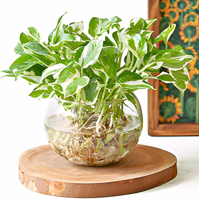 Pothos N’Joy Live Plant in 4 Inch Pot |Variegated Epipremnum Aureum Houseplant with White-Green Leaves | Easy-Care Indoor Pothos Live Plants for Home Office Décor