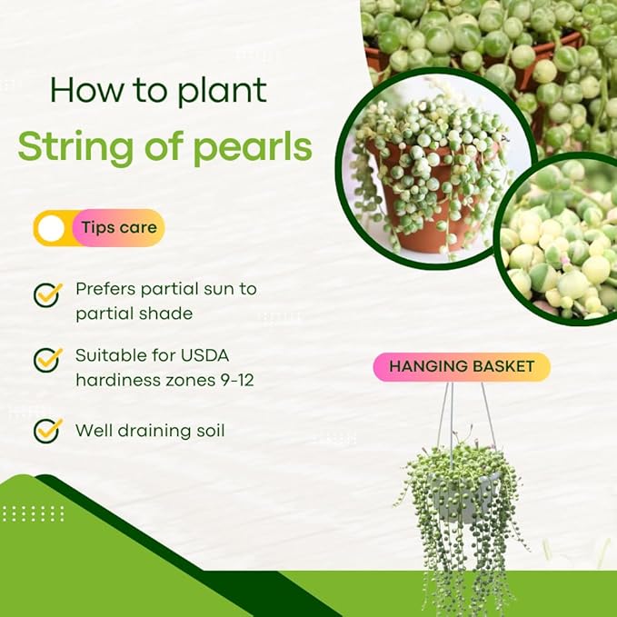 Succulents Variegated String of Pearls Plant Live, Rare Succulent Variegated Plant Rooted in 4 Inch Pot, Hanging Basket House Plant, Zones 9-12