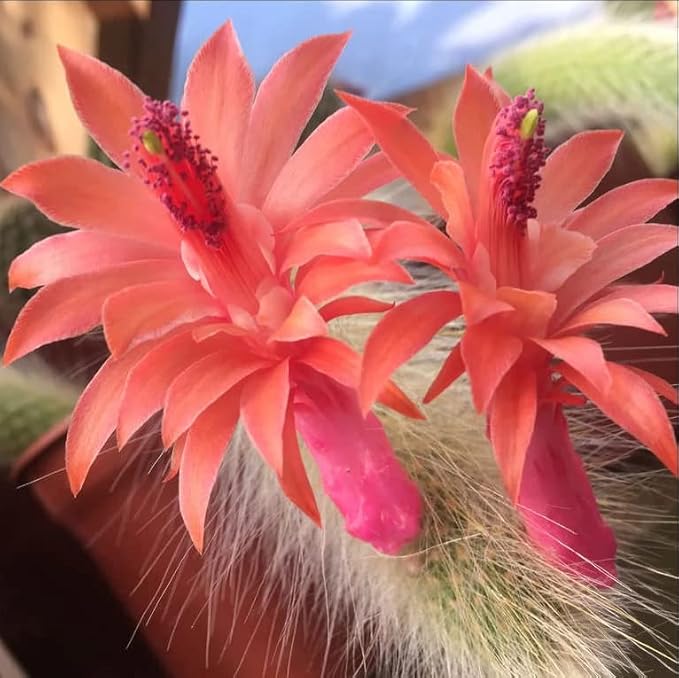 Monkey Tail Cactus Live Plants for Planting, Live Monkey Tail Cactus Houseplant Succulents in 2" Pot for Indoor Outdoor Planting