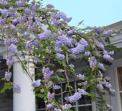 Greenwood Nursery: Live Ground-Cover Plants - Wisteria Frutescens 'Amethyst Falls' Vine - [Qty: 3X Pint Pots] - (Click for Other Available Plants/Quantities)