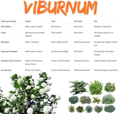 White Viburnum Tree Live Plant Shrub in Pot, Fragrant Flower, Dormant in Winter, 6-12" in Tall, Bare Root to CA, Bush Shrub Spring Blooms