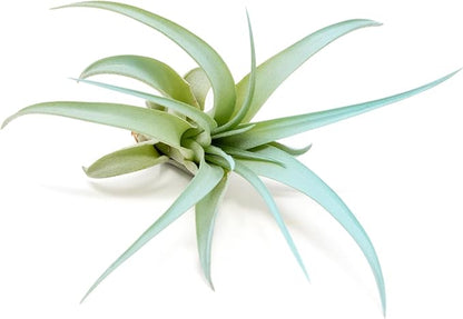 Light Blue Colorful Tillandsia Air Plants -Long Lasting Color Enhanced Live Tillandsia Succulent House Plants - Home and Garden Decor -Easy Care Indoor/Outdoor Plants (Brachycaulos Abdita, Single)