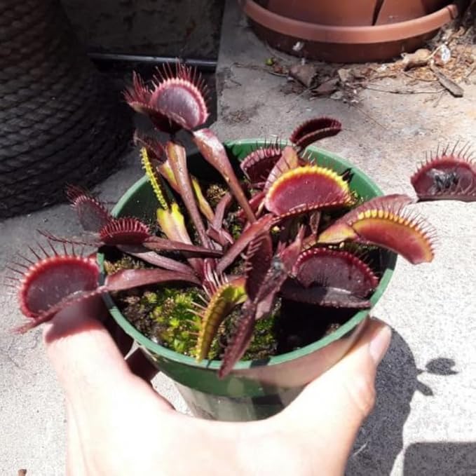 Set 3 Dragon Venus Fly Traps Live Plant, Starter Plants Ready for Outdoor Terrarium Garden