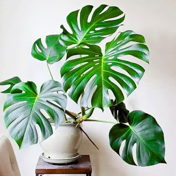 2 Rare Philodendron Live Plants Varieties Collection, Philodendrons Plants Size 5-9 Inc for Indoor Houseplant Décor, Ornamental Tropical Well-Rooted (Monstera Swiss Cheese Round Leaf)
