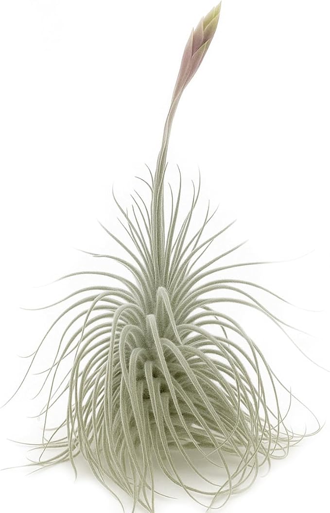 ragnaroc Live air Plant - Tillandsia Tectorum Air Plant 4-6" – 1ct – Unique Shape with Silvery Fuzz – Low Maintenance Houseplant – Perfect for Decor, Terrariums, Gifts - Live Arrival Guaranteed