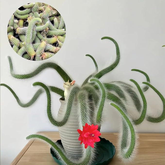 Monkey Tail Plant Live for Planting, Home Decoration Monkeys Tail Cactus in 2 Inches Pot