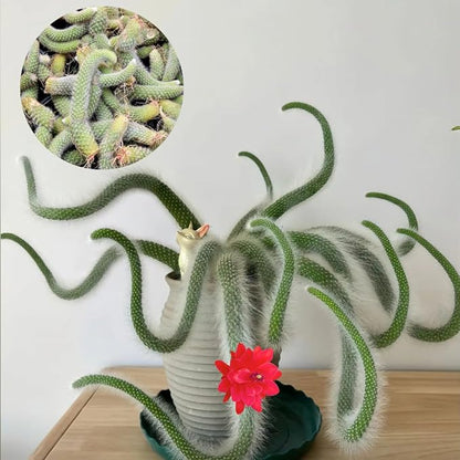 Monkey Tail Plant Live for Planting, Home Decoration Monkeys Tail Cactus in 2 Inches Pot