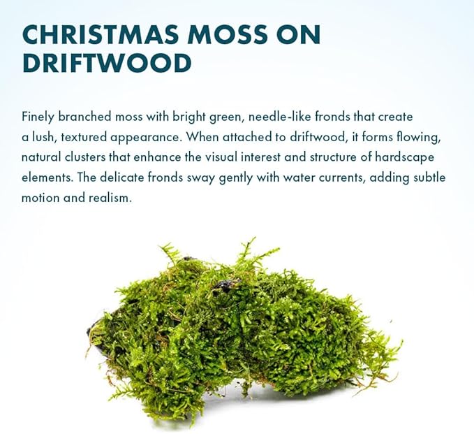 SubstrateSource Live Planted Decor - Christmas Moss (Vesicularia montagnei) on Driftwood - Low Light, Green Accent Freshwater Aquatic Plant, Foreground Aquarium Placement for Aquascaping - 1 Pack
