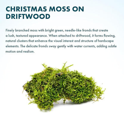 SubstrateSource Live Planted Decor - Christmas Moss (Vesicularia montagnei) on Driftwood - Low Light, Green Accent Freshwater Aquatic Plant, Foreground Aquarium Placement for Aquascaping - 1 Pack