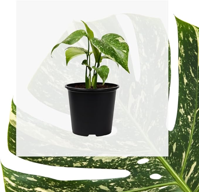 Thai Constellation Monstera Plant, Live Variegated Monstera Houseplant, 4-6 Inches Tall for Indoor or Outdoor Planting