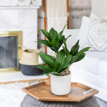 Hollyone Large Artificial Agave Plants Fake Three-Head Agave Succulent Plant Potted 15" Faux Plant in White Pot Succulent Aloe Plant Indoor for Desk Modern Home Decor