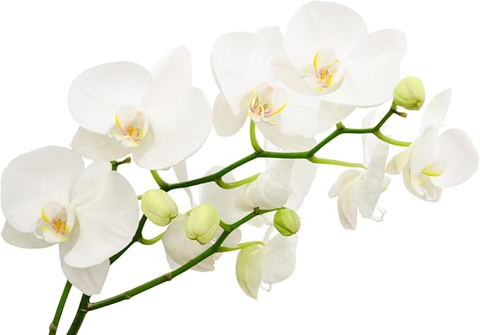 Surprise Moth Orchid Plant - Phalaenopsis - 4" Pot - Easy House Plant