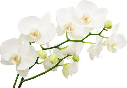 Surprise Moth Orchid Plant - Phalaenopsis - 4" Pot - Easy House Plant