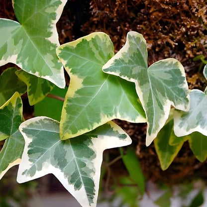 Gold English Ivy Live in 6 Inch Pot for Planting | Real English Ivy Live Plant | Trailing Plant & Climbing Vine | Easy Care House Plant | Real English Ivy Plants for Indoor & Outdoor Spaces