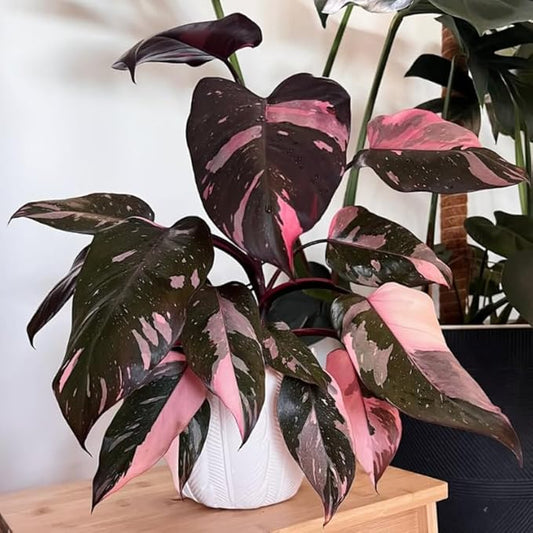 2 Rare Philodendron Live Plants Varieties Collection, Philodendrons Plants Size 5-9 Inc for Indoor Houseplant Décor, Ornamental Tropical Well-Rooted (Pink Princess Philodendron Plants)