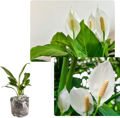 Peace Lily Plant Indoor Live, Well Rooted Peace Lily House Plant, White Flower, Plant Peace Lily Houseplant (Regular)