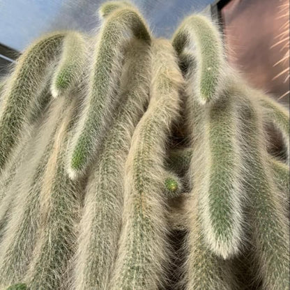 Rare Monkey Tail Cactus Live Plant, Potted Starter Live Cactus Monleys Tail, Succulents Plants Monkey Tails in 2" Pot