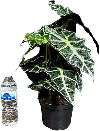 Alocasia Polly African Mask Plant in a 4" Nursery Pot - Tropical Indoor Plant - Air Purifier Houseplant for Gift