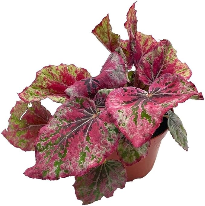 Venetian Red, Begonia Rex, 4 inch, Painted-Leaf Begonia, Unique Homegrown Exclusive