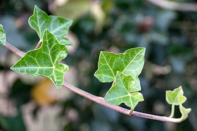 English Ivy Globe - 3 Live Plants in 4 Inch Pots - Hedera Helix - Florist Quality - Beautiful Easy Care Indoor Air Purifying Topiary Houseplant Vine