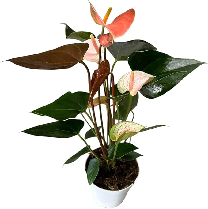 Pink Matata Anthurium (12"-14" Tall) Unique and Gorgeous Live Indoor Plant, Easy Care and Easy to Grow, Bloom Plant, 4 inch Pot (Rainbow Champ)