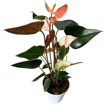Pink Matata Anthurium (12"-14" Tall) Unique and Gorgeous Live Indoor Plant, Easy Care and Easy to Grow, Bloom Plant, 4 inch Pot (Rainbow Champ)