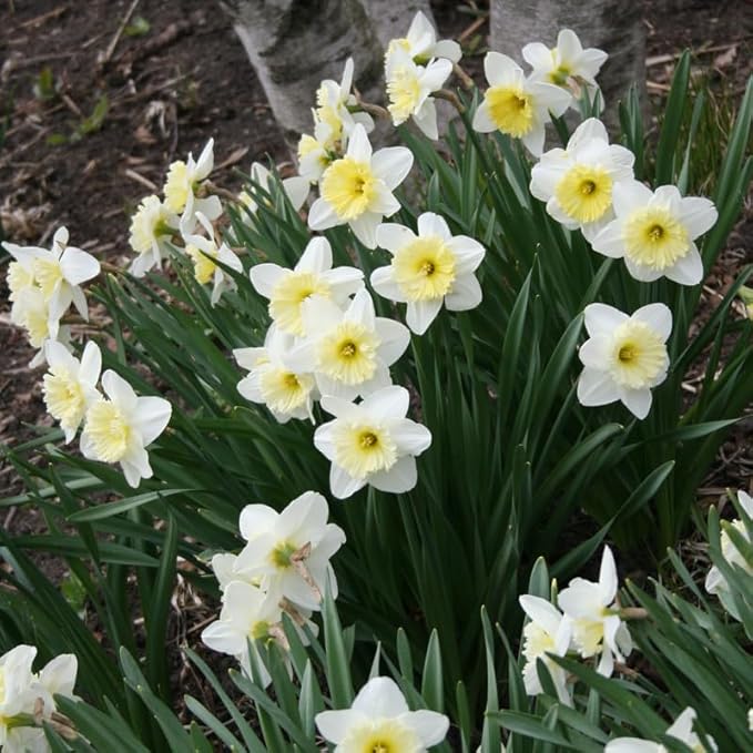 Ice Follies Daffodil Flower Bulbs - 4 Bulbs per Pack - Deer Resistant - Good as Cut Flowers - Good for Indoor Forcing - Grows Well in Containers - Naturalizing - Perennializing