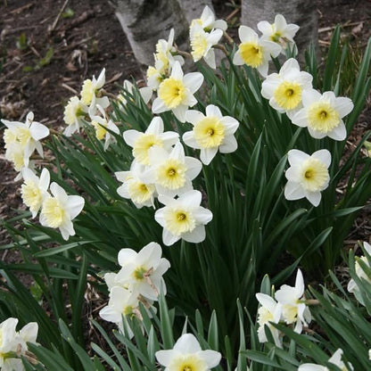 Ice Follies Daffodil Flower Bulbs - 4 Bulbs per Pack - Deer Resistant - Good as Cut Flowers - Good for Indoor Forcing - Grows Well in Containers - Naturalizing - Perennializing