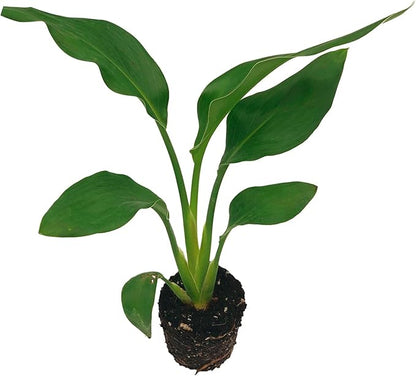 Live Orange Birds of Paradise Plant - ‘Orange Birds of Paradise’ Strelitzia Reginae - ragnaroc Tropical Plant 6-10” Tall - 1ct - Live Arrival Guaranteed - House Plants for Home Decor & Gift