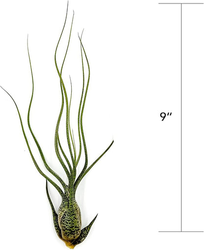 ragnaroc Live Air Plants - Tillandsia Butzii, Jumbo 7-9" - 5ct - Live Arrival Guaranteed - House Plants for Home Decor & Gift