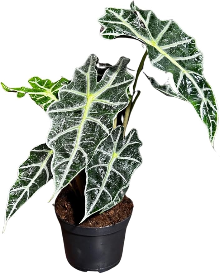 Alocasia Polly African Mask Plant in a 4" Nursery Pot - Tropical Indoor Plant - Air Purifier Houseplant for Gift