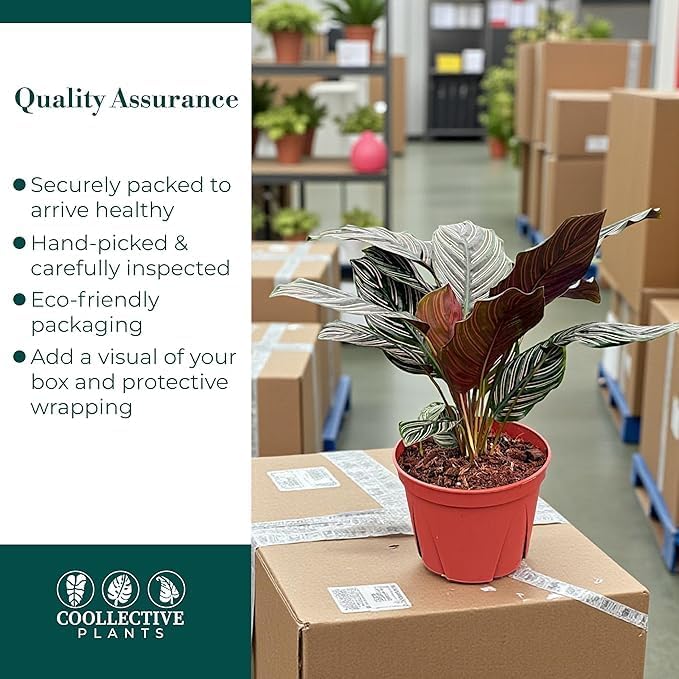 Calathea Ornata | Live Plant in 6" Growers Pot, Easy to Grow, Low Maintenance Indoor Houseplant, Live Indoor, Includes UniHeat Pack for Winter Protection
